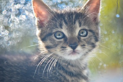 猫的肖像