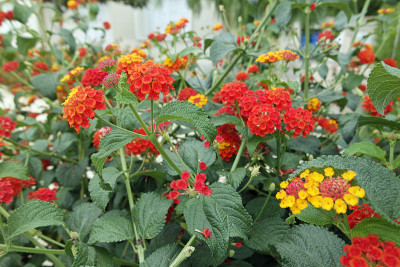 五颜六色的鲜花