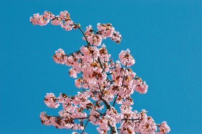 春倦症