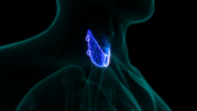 人体腺体甲状腺解剖学
