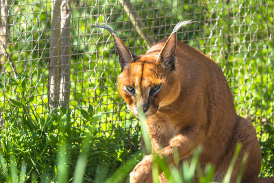 动物园里的Sitatunga