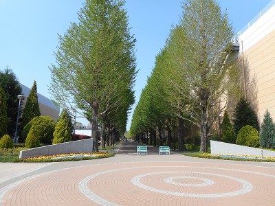 银杏成行