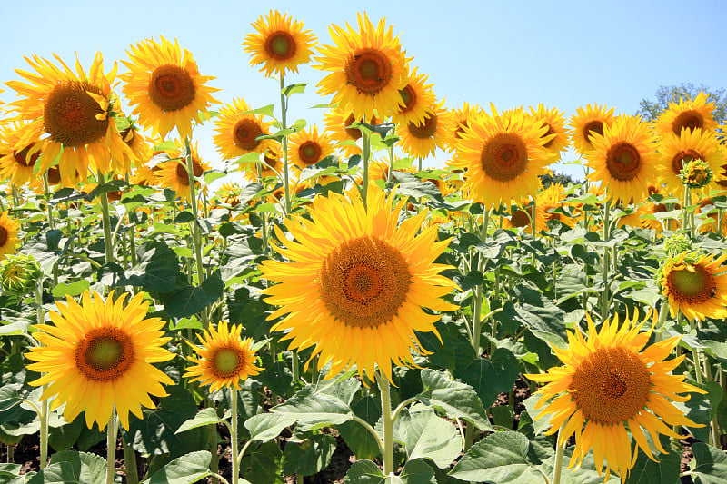 法国 - 蒙德拉贡 - Tournesols