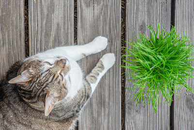 家养的大公猫在花盆里快乐地吃着绿猫草