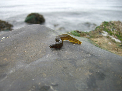 潮间带水坑鱼Prickleback
