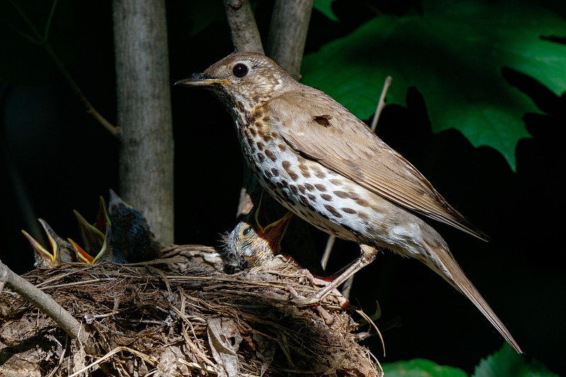 歌曲《Thrush》(Turdus philomelos)。