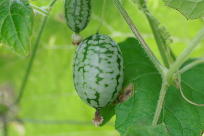 墨西哥酸小黄瓜的果实(Melothria scabra)
