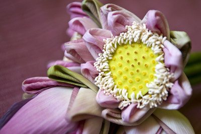 莲花