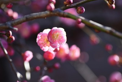 梅花盛开