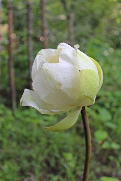 美丽的白莲(学名nelumbo)花