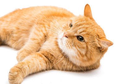 姜的猫