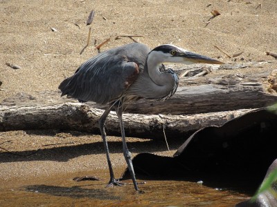 Blue heron