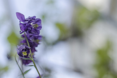 紫色的花