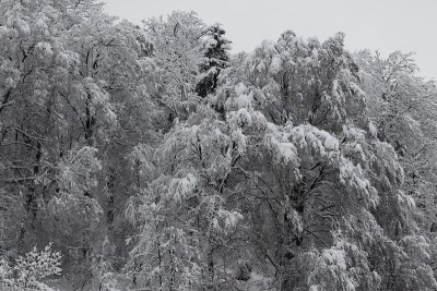 森林里的树在冬天被雪覆盖