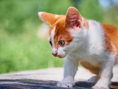 草丛里的小猫。