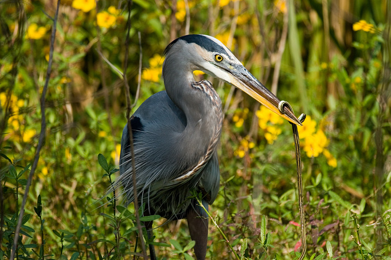 Blue Heron