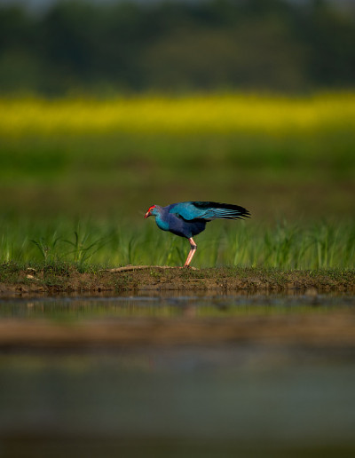 紫色swamphen