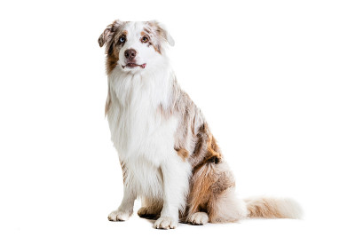 白色背景下的澳大利亚牧羊犬