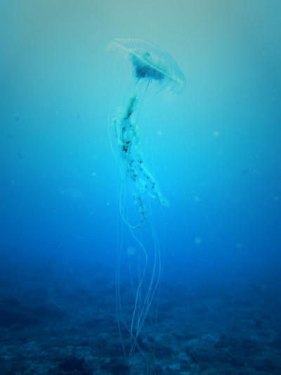 水母