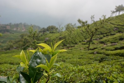 茶