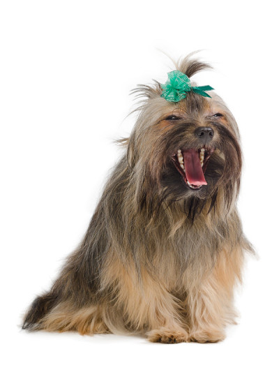 打呵欠的约克郡犬