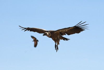 鹰鹫(Gyps fulvus)飞行，鸟的剪影
