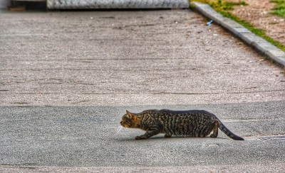 猫在打猎