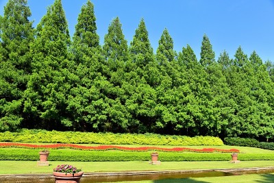 水杉