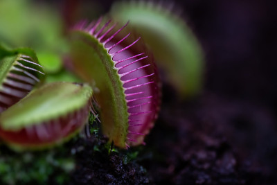 掠夺性植物金星flycatcher特写图像与软选择焦点