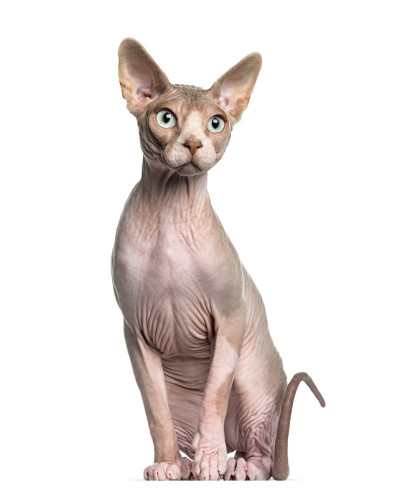 Sphynx(1岁)坐姿