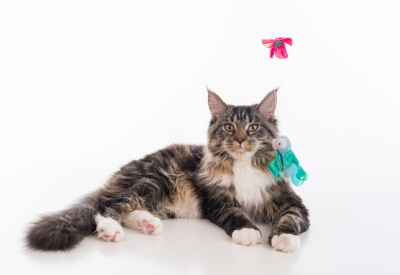 缅因猫躺在白色的桌子上倒影