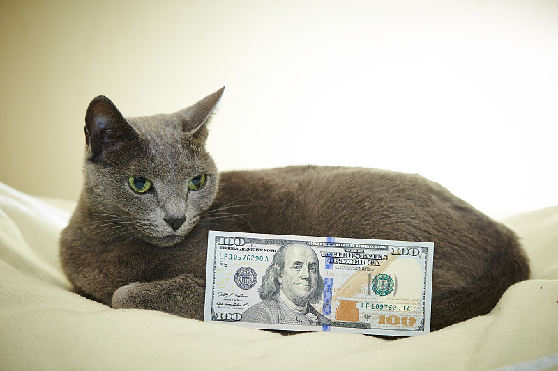 猫与美元钞票