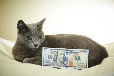 猫与美元钞票