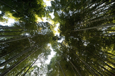 竹林