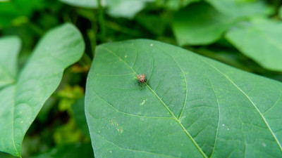 苍蝇栖息