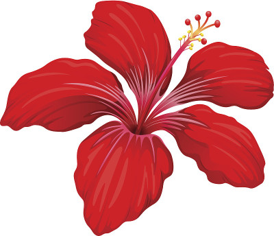 红色的芙蓉