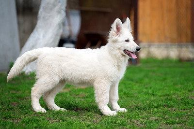 瑞士白牧羊犬波比