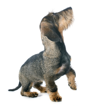 小铁丝毛腊肠犬
