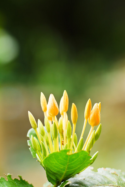 黄花飙升