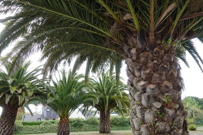 在城市布列塔尼棕榈树Finistère法国