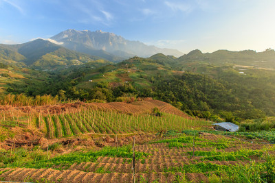 昆达桑沙巴州的风景，卷心菜农场和基纳巴卢山在远处的背景。
