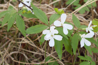 树林里一株黄花九轮草的白色花朵