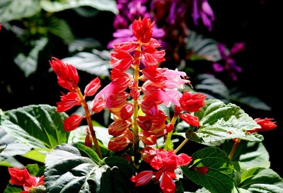 鼠尾草花