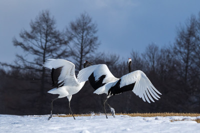 日本，北海道