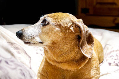 迷你腊肠犬