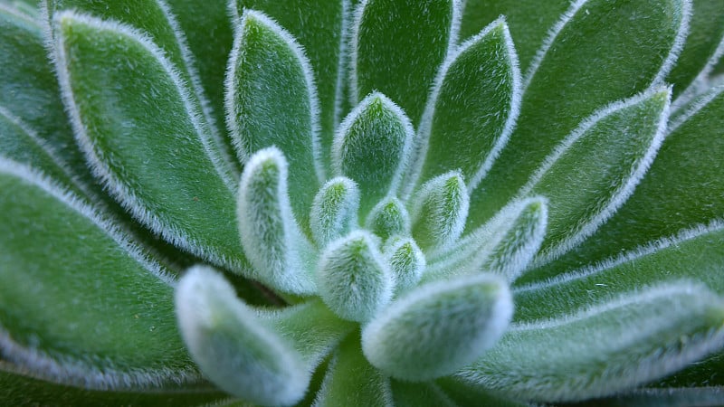 Echeveria pulvinata