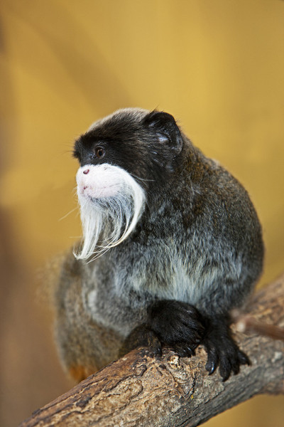 皇帝TAMARIN saguinus imperator subgrisescens ON A BR