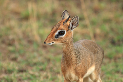 柯克是dik-dik
