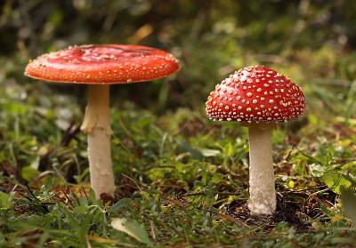 Fly-agaric蘑菇