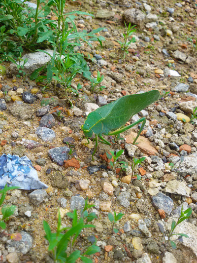 与绿叶相似的绿色昆虫，名叫蚱蜢
